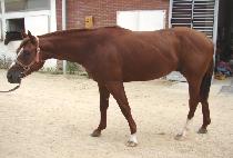 ������ (DANDY BOY) ����