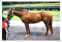 �ÿ������� (ALWAYS TOP) ����