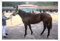 ������ (USEUMKKOT) ����