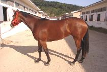 ���� (MANBAL) ����