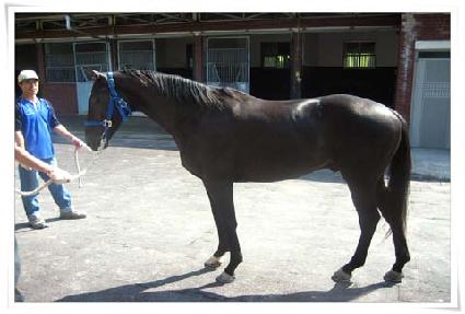 �긱���𷯳� ����