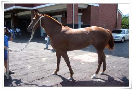 ������ ����