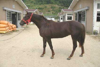 ������ ����