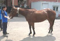 ���۷θ� (GOLDEN GLORY) ����