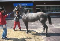 �׷����ǹ� (GREY FEVER) ����