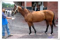 ����ƮȦ�� (BEST HOLLS) ����