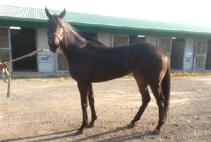 �ʰ����� ����