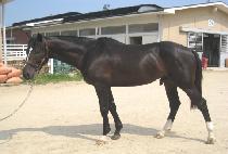 ��ǥ�귣�� (DAEPYO BRAND) ����