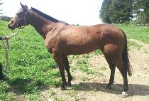 �ص���� (HAEDONGBISANG) ����