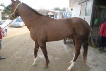 ���̵�ŵ (LADY SKIP) ����