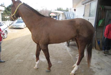 ���̵�ŵ ����