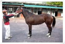 ���� (BOHWI) ����