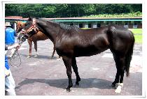 �������̽� (WINNER CHOICE) ����