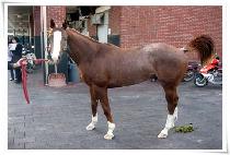 �����ҳ�Ÿ (BYEOLBIT SONATA) ����