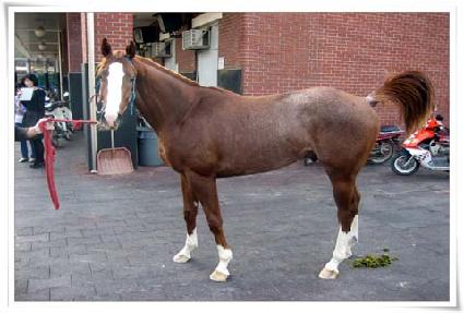 �����ҳ�Ÿ ����