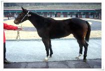 ���귩�ͻ� (LOVE LANGUISSA) ����