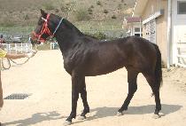 ��â�Ǻ� (GUNGCHANGUI BIT) ����