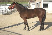 ����Ŭ�� (THUNDER CLAP) ����