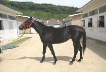 �������� (BIG FORLI) ����