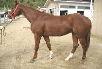 ��������� (GOLDEN FORLI) ����