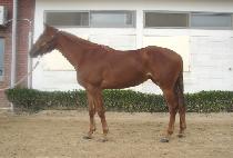 ��Į���� (DACARLY HILL) ����