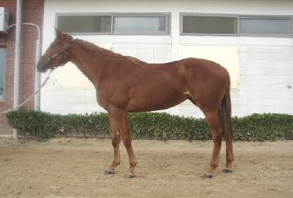 ��Į���� ����