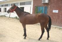 ����Ÿ�� (LEADING TIME) ����