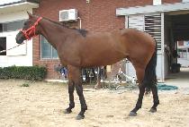 �ǹ��� (SILVERADO) ����