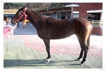 ��籸�� (GOLDEN GOOSE) ����