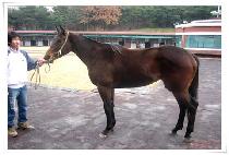 Ž���� (TAMNAGISANG) ����