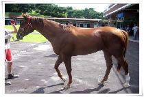 BABBLE CLASSIC picture