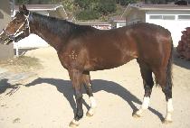 ��Ÿ���� (PNATA RHEI) ����