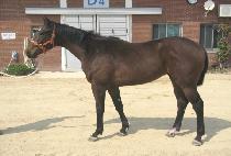 ���ذ�ȣ (DONGHAE GANGHO) ����