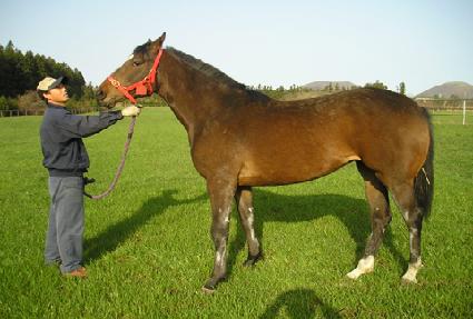 ���巹�̵� ����