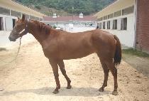 ������� (SHONE SEELE) ����