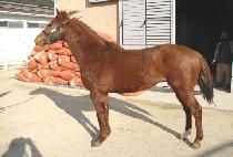 ĸƾ�����̵� (CAPTAINPRIDE) ����