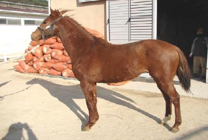 ĸƾ�����̵� ����