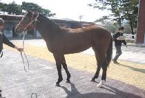 ȯ�󳪷� (HWANSANGNARAE) ����