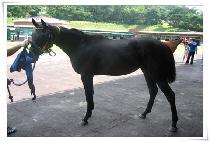 ������� (GOLDEN JEIL) ����