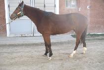 �ְ����� (CHEOGANGGASOK) ����