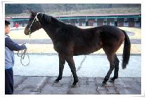 �������̺� (EX SIBLE) ����