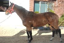 �ϵ�� (HARD MAN) ����