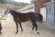 ŷ���� (KING HUNTER) ����