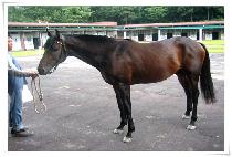 ���� (SAURON) ����