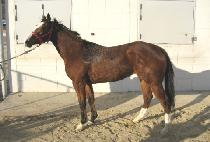 ���ĵ���� (YEHUDI DANCER) ����