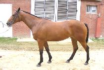 ��ī�̺�Ƽ (SKY BEAUTY) ����