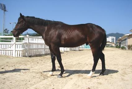 �̱�ī���� ����