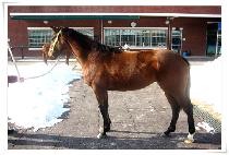 ����ҳ� (JANGSU SONYEO) ����