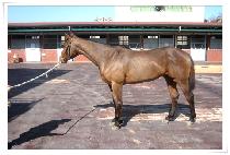 �����÷��� (STORM PLAY) ����