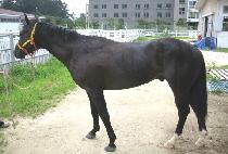 ������ī (MALAIKA) ����